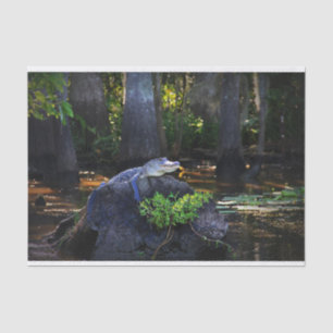 Alligator in Swamp Tissue Paper