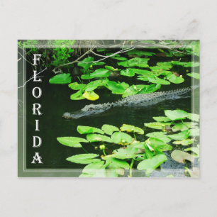 Alligator in The Everglades National Park, Florida Postcard