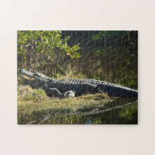 Alligator in the Sun Florida Jigsaw Puzzle