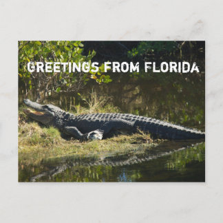 Alligator in the Sun Personalise Postcard
