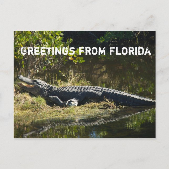 Alligator in the Sun Personalise Postcard (Front)