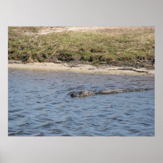 Alligator in the Water Print
