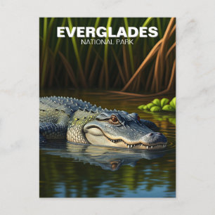 Alligator in water Everglades National Park Postcard