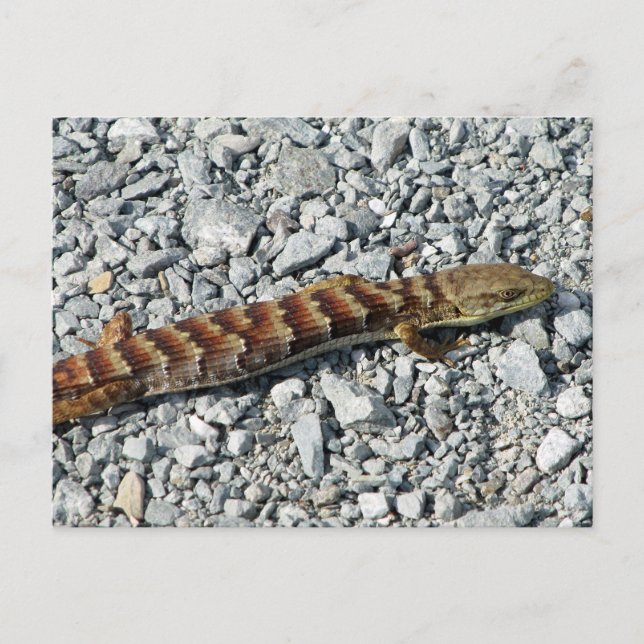 Alligator Lizard Postcard (Front)