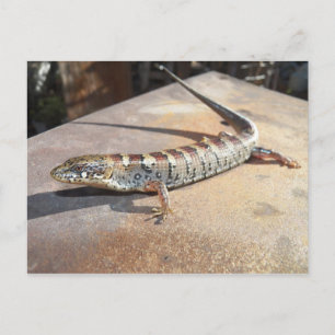 alligator lizard postcard