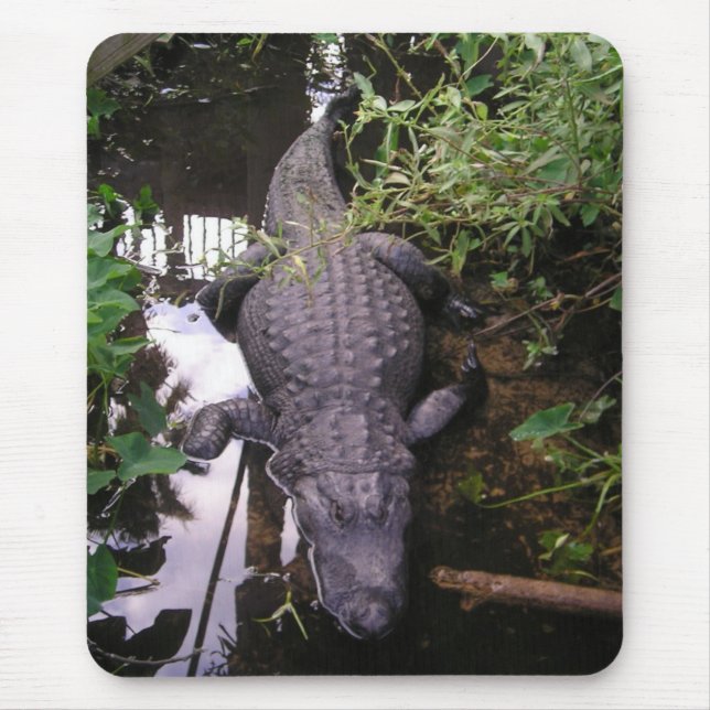 Alligator Mouse Pad (Front)
