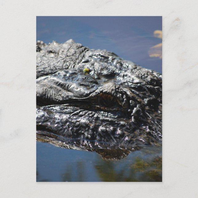 Alligator of North Carolina Postcard (Front)