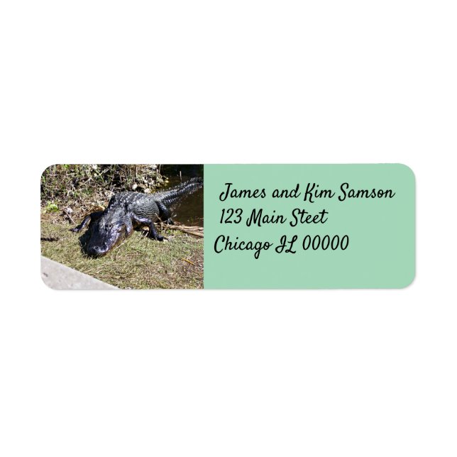 Alligator on Sun‑Drenched Everglades Grass (Front)