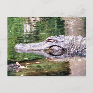 Alligator on the Move Postcard