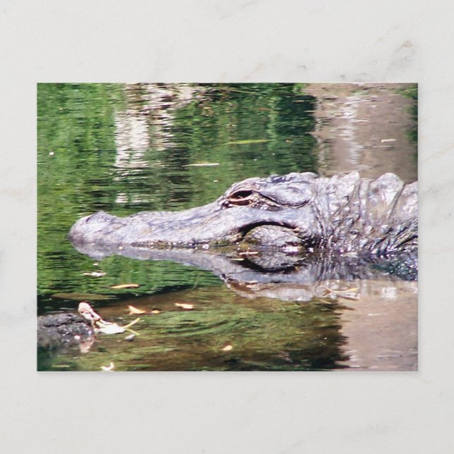 Alligator on the Move Postcard (Front)