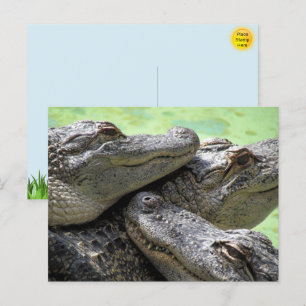 Alligator Party Postcard
