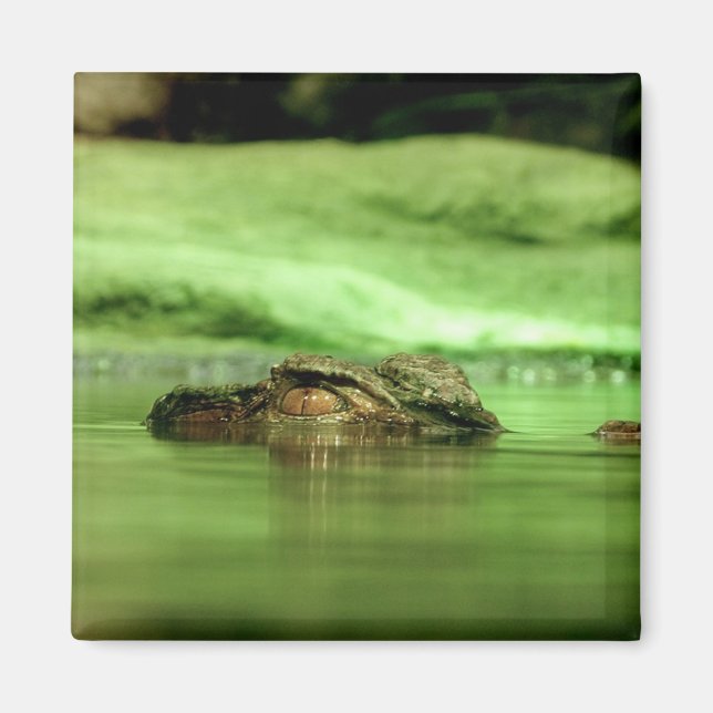 Alligator Peeking Out of the Water Magnet (Front)