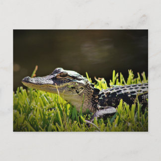 Alligator Postcard