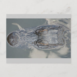 Alligator Postcard