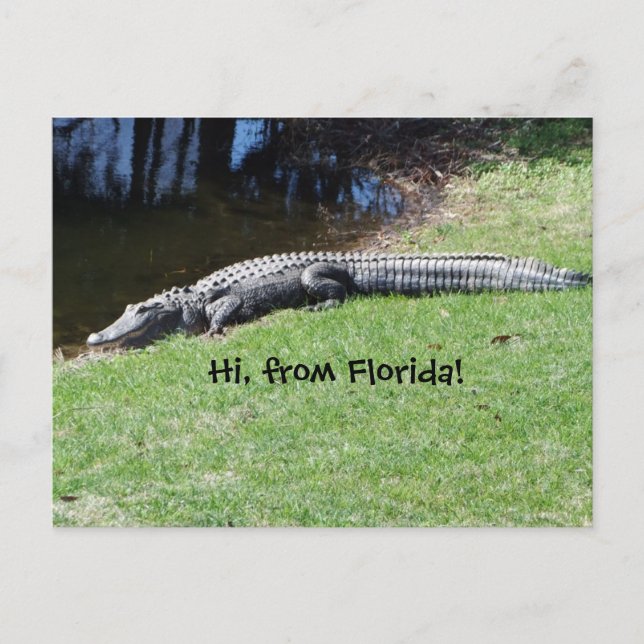 Alligator Postcard (Front)