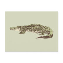 Alligator Postcard