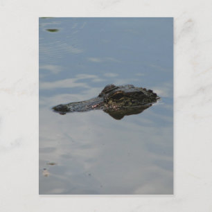 Alligator Postcard