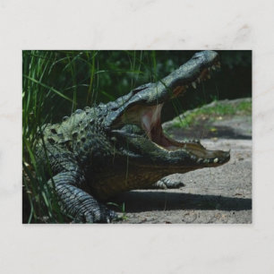 Alligator Postcard