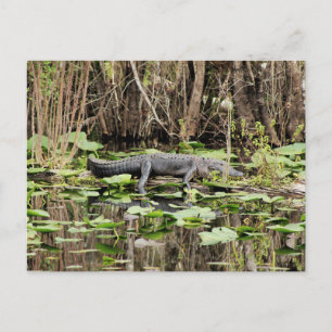 Alligator Postcard