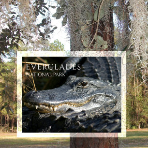 Alligator Smiles from Marsh, Everglades NP Postcard