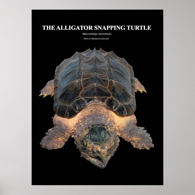 Alligator snapping turtle のポスター poster (Front)