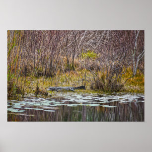 Alligator Sunning at Galliard Lake, Dauphin Island Poster