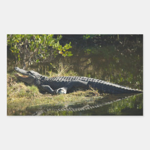 Alligator Sunning on Marsh Bank Rectangular Sticker