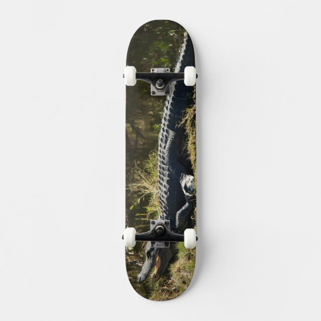 Alligator Sunning on Marsh Bank Skateboard (Front)
