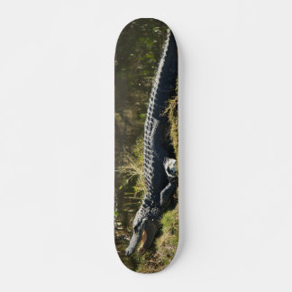 Alligator Sunning on Marsh Bank Skateboard
