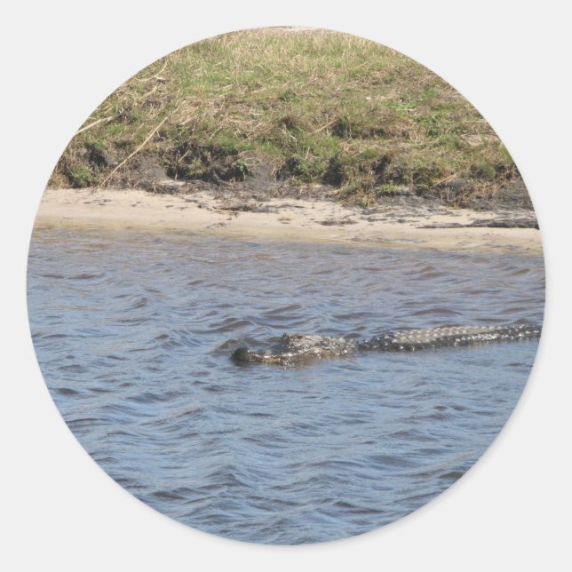 Alligator Swimming in Florida Water Classic Round Sticker (Front)