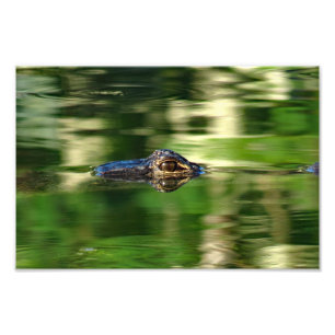 Alligator Under Water Photo Print