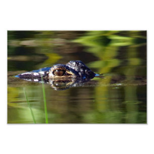 Alligator Under Water Photo Print