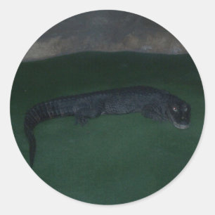 Alligator ~ What's in the Dark? Classic Round Sticker