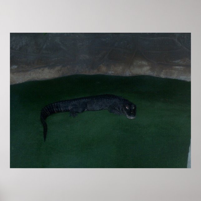 Alligator ~ What's in the Dark? ~ Poster / Print (Front)