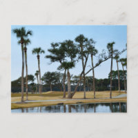 Alligators at Osprey Point Golf Course