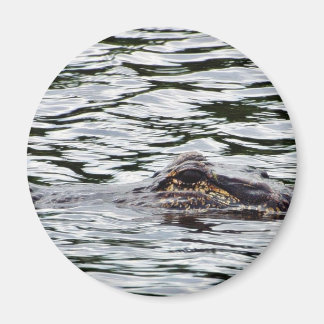 Alligators Magnet
