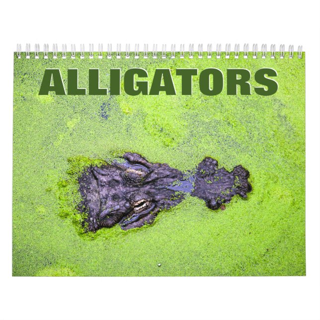 Alligators Wall Calendar (Cover)