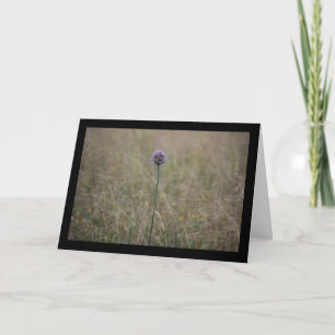 Allium, Allium Ampeloprasum, Wild Leek Card