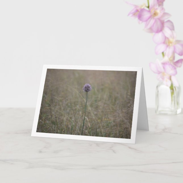 Allium, Allium Ampeloprasum, Wild Leek Card (Orchid)