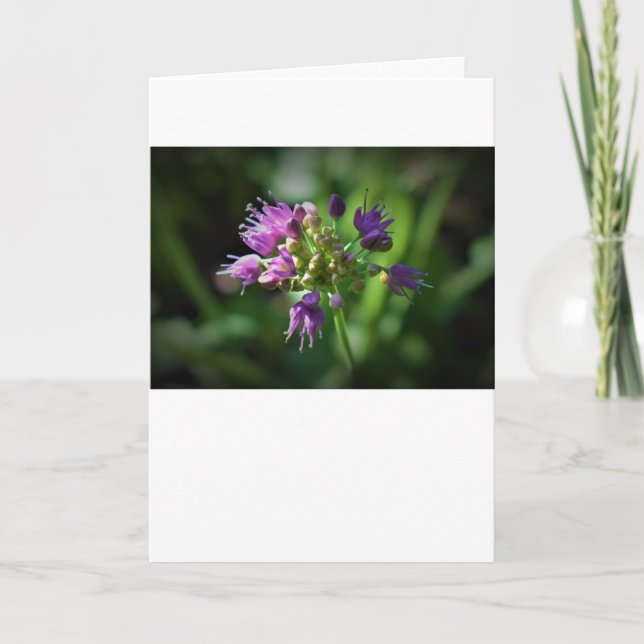 Allium, card (Front)
