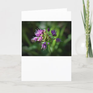 Allium, card