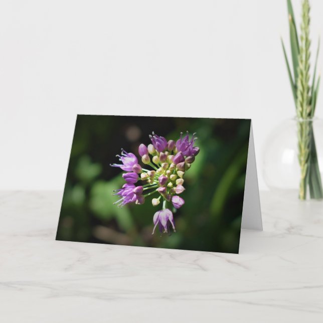 Allium, card (Front)