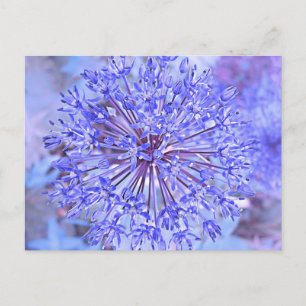 Allium Flower In Blue Postcard