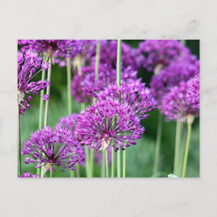 Allium flowers postcard