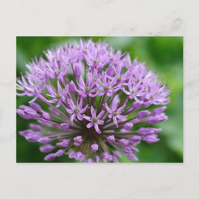 Allium giganteum postcard (Front)