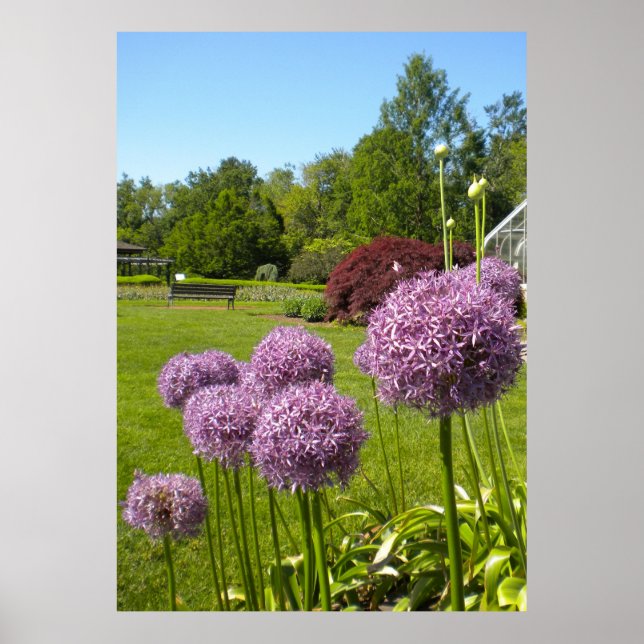 Allium Giganteums in the Garden Poster (Front)