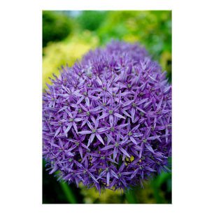 Allium Hollandicum Purple Summer Flowers Poster