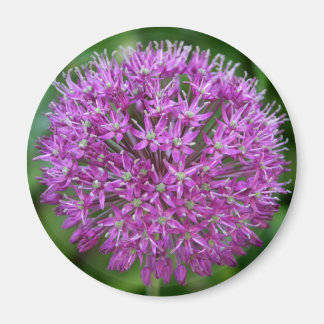 Allium Magnet