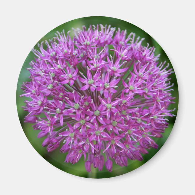 Allium Magnet (Front)