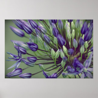 Allium Poster